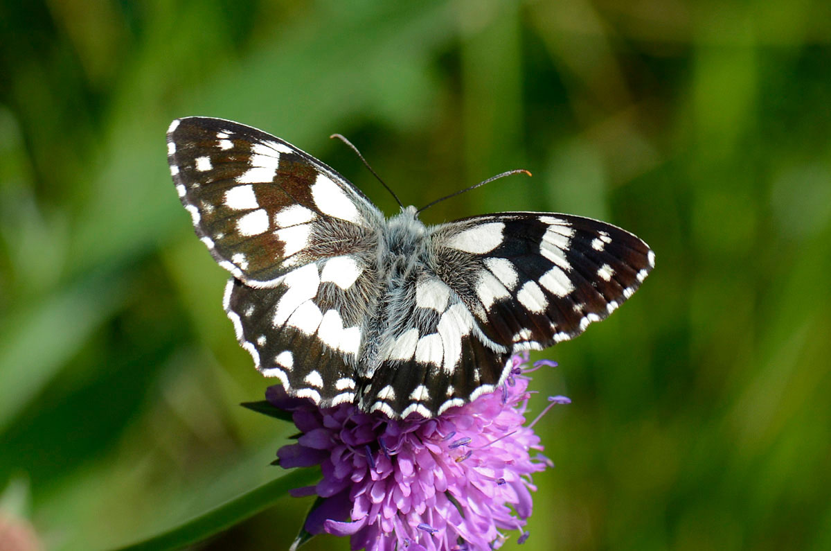 Melanargia galathea aberrante e altre forme, del Vicentino